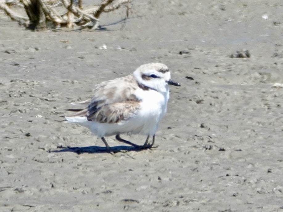 Snowy Plover - Brian Daniels