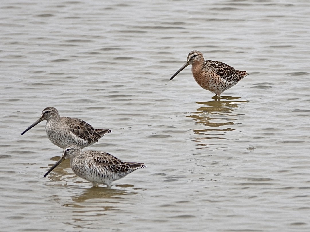 Short-billed Dowitcher - Brian Daniels