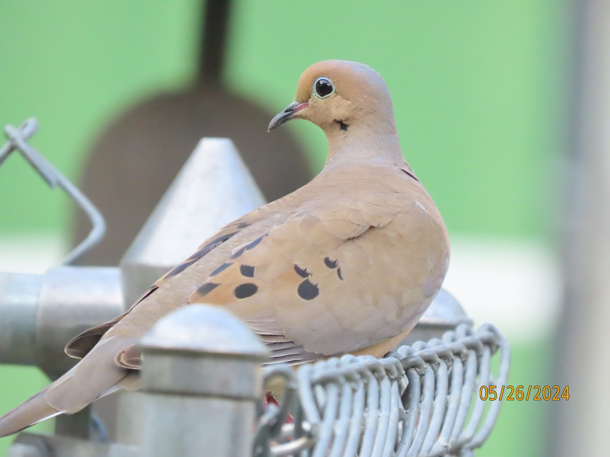 Mourning Dove - Susan Leake