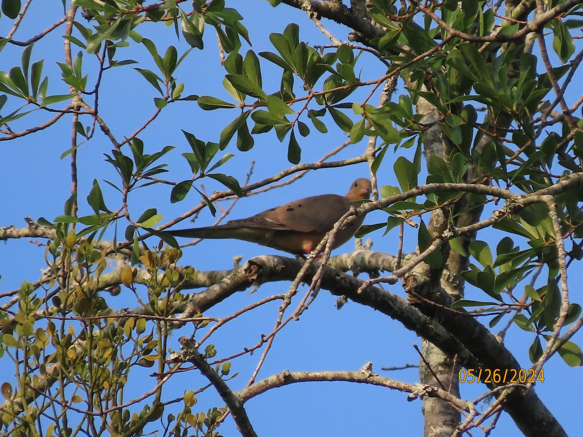 Mourning Dove - Susan Leake