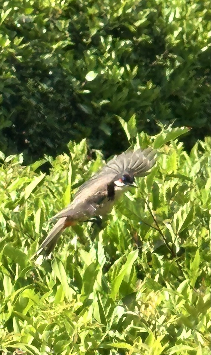 Red-whiskered Bulbul - ML619655704