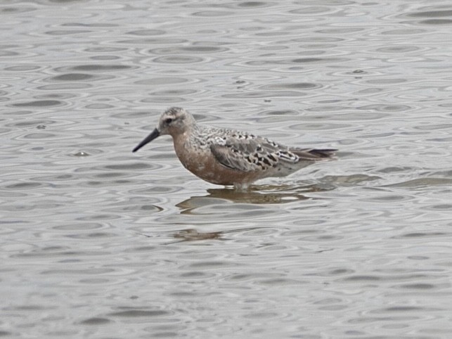 Red Knot - ML619655708