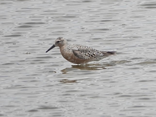 Red Knot - Brian Daniels