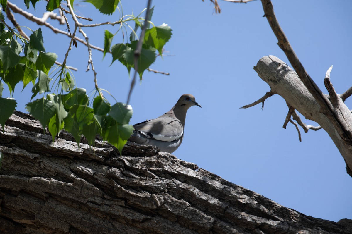 White-winged Dove - ML619655713