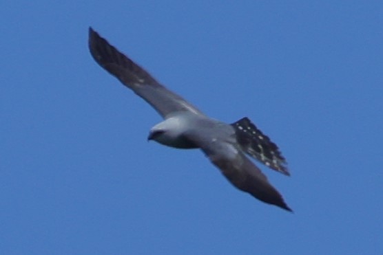 Mississippi Kite - David Wilson