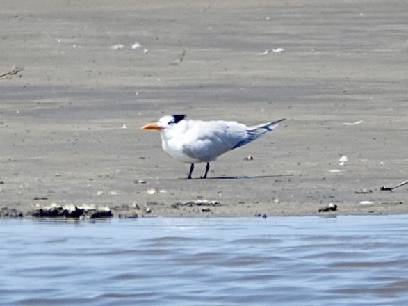 Royal Tern - Brian Daniels