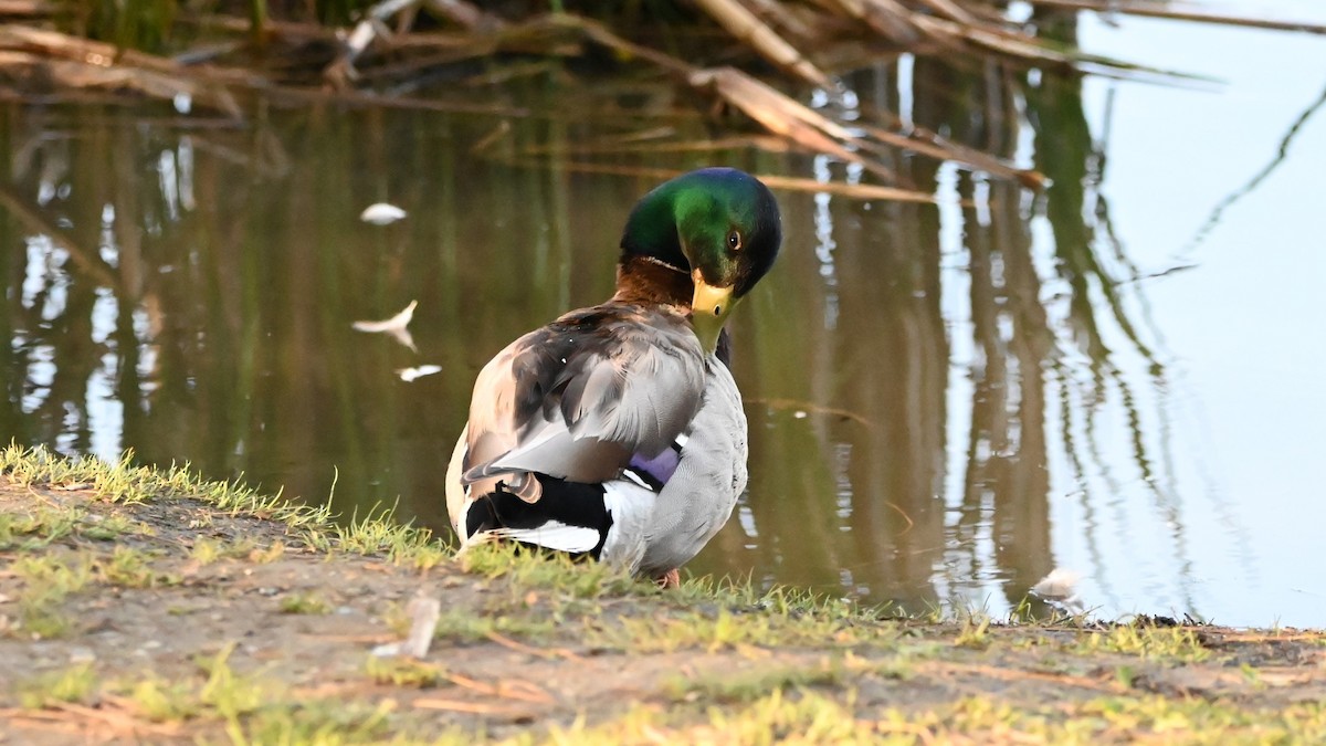 Mallard - Raymond Paris