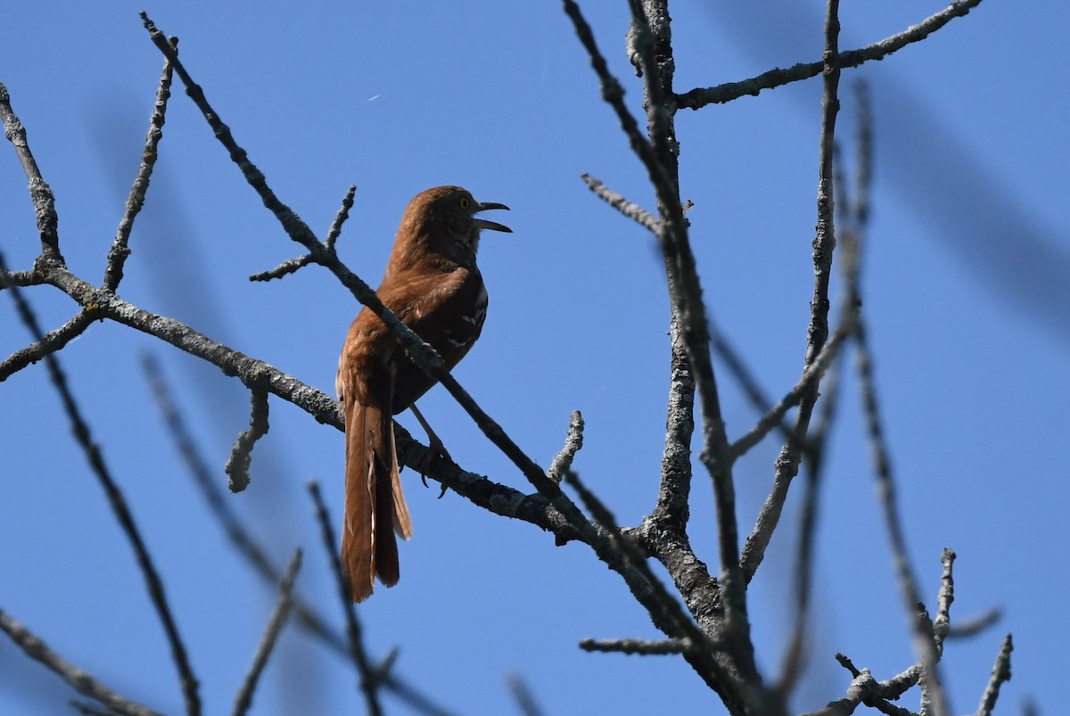 Brown Thrasher - jean pierre machet