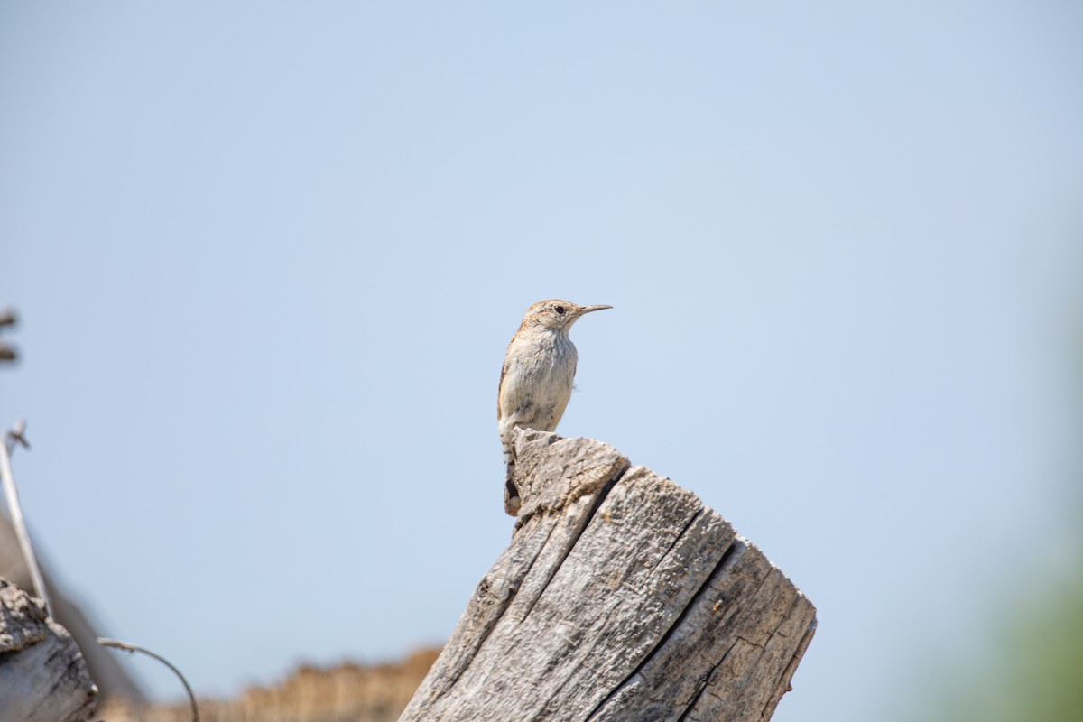 Rock Wren - ML619655727