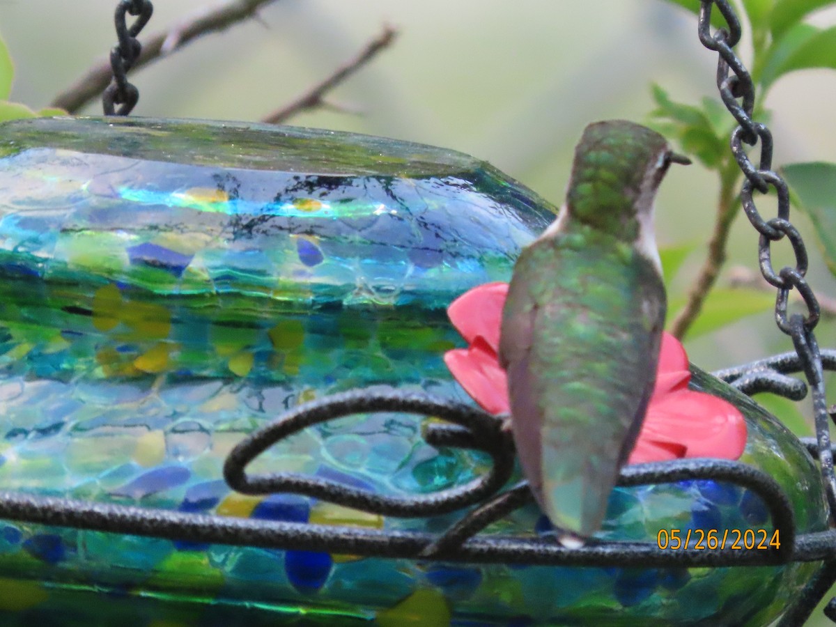 Ruby-throated Hummingbird - Susan Leake