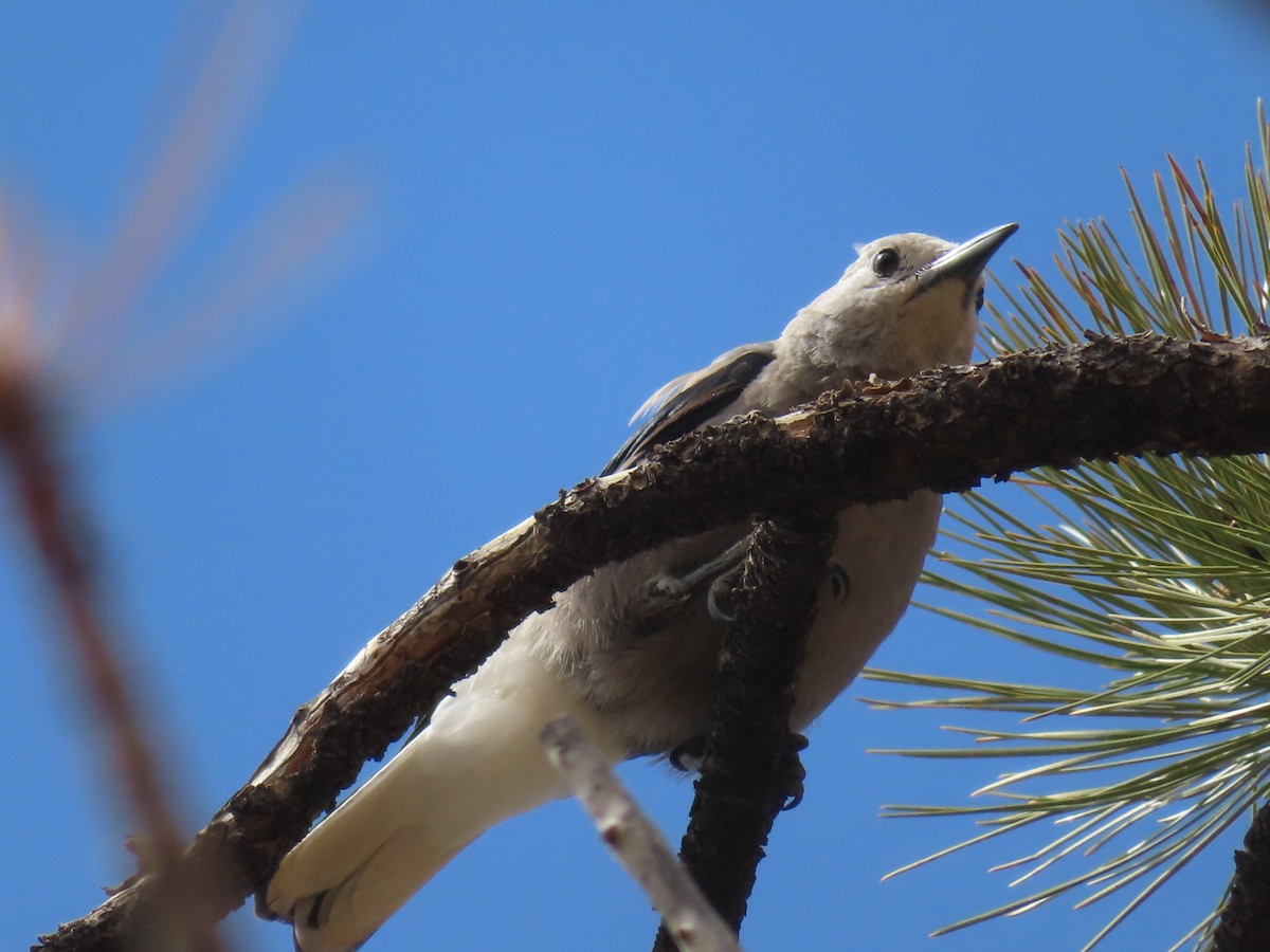 Clark's Nutcracker - Ursula  Mitra