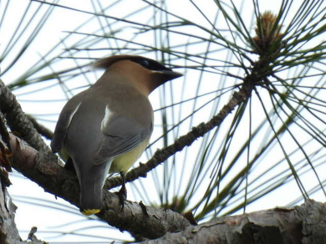 Cedar Waxwing - Joe McGill