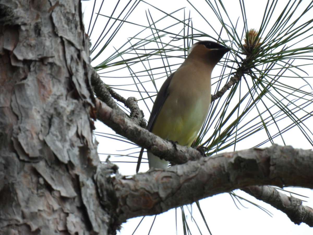 Cedar Waxwing - Joe McGill