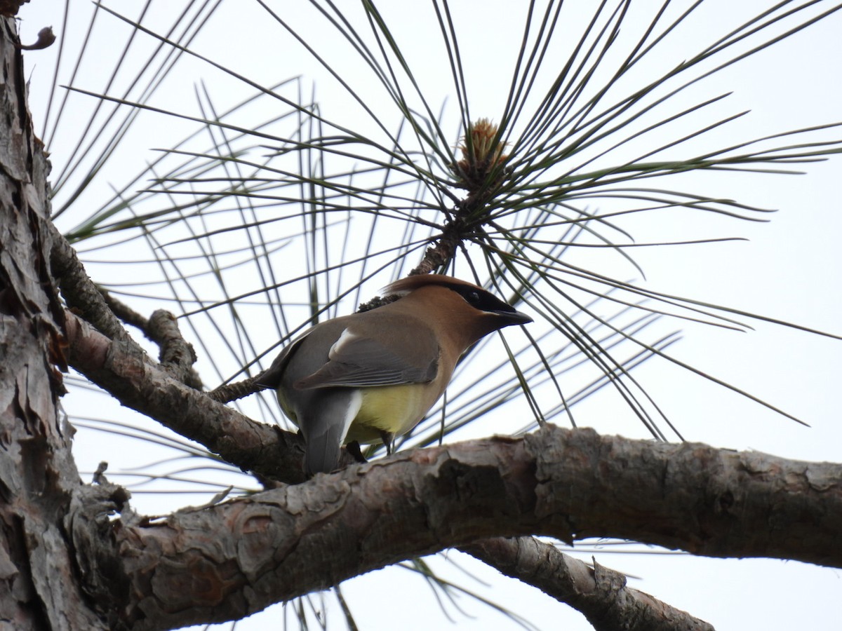 Cedar Waxwing - Joseph McGill