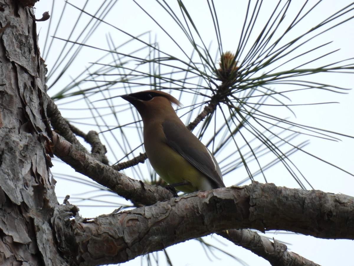 Cedar Waxwing - Joe McGill