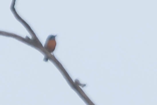 Blue-capped Rock-Thrush - Zebedee Muller