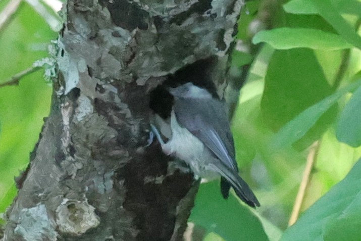 Carolina Chickadee - David Wilson