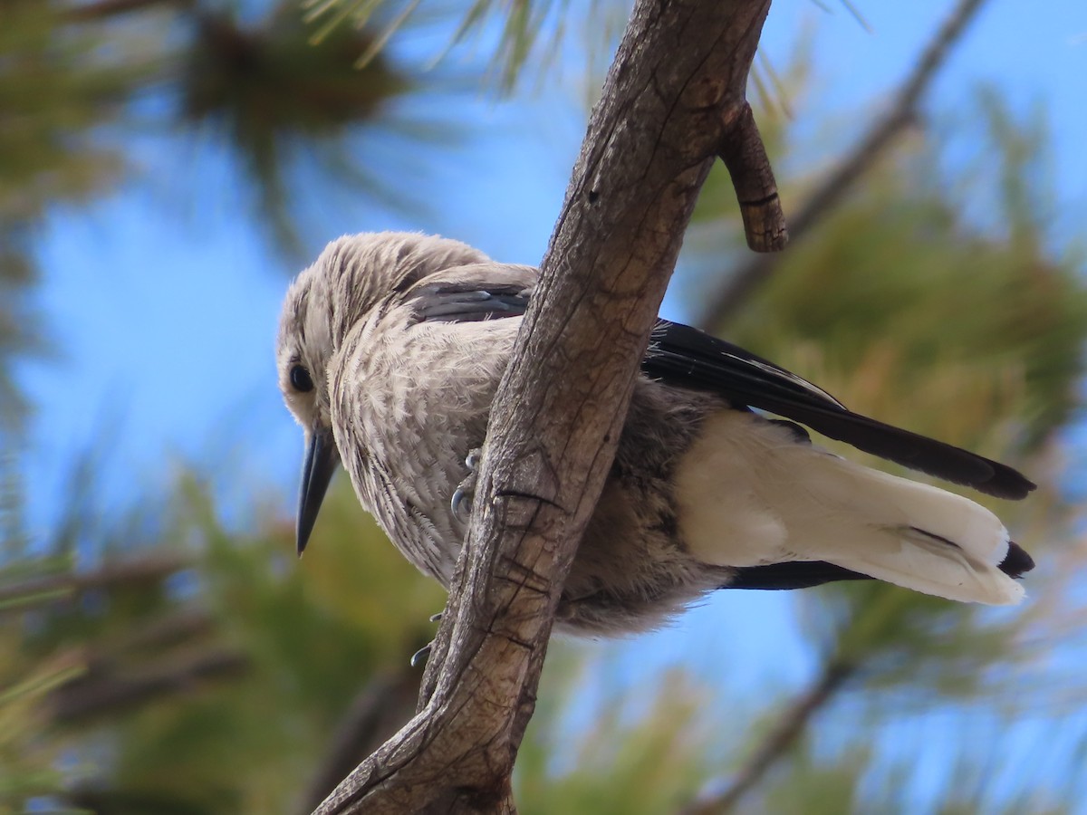 Clark's Nutcracker - Ursula  Mitra