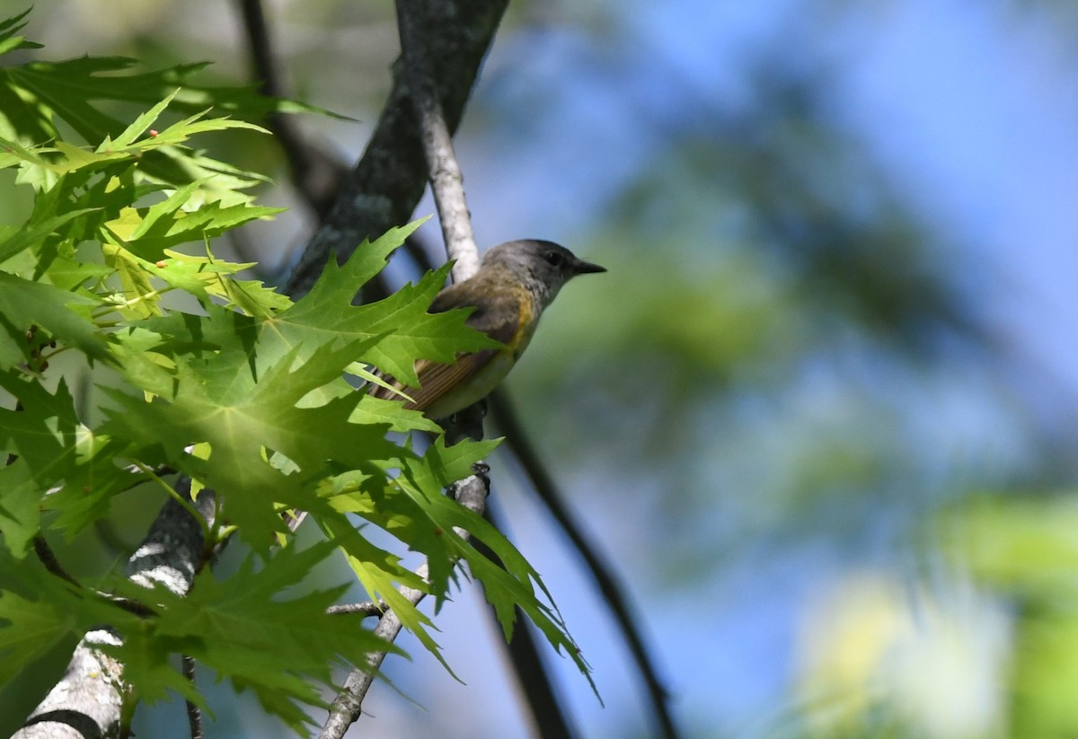 American Redstart - jean pierre machet