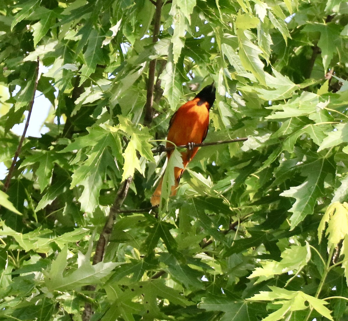 Baltimore Oriole - Carla Morris