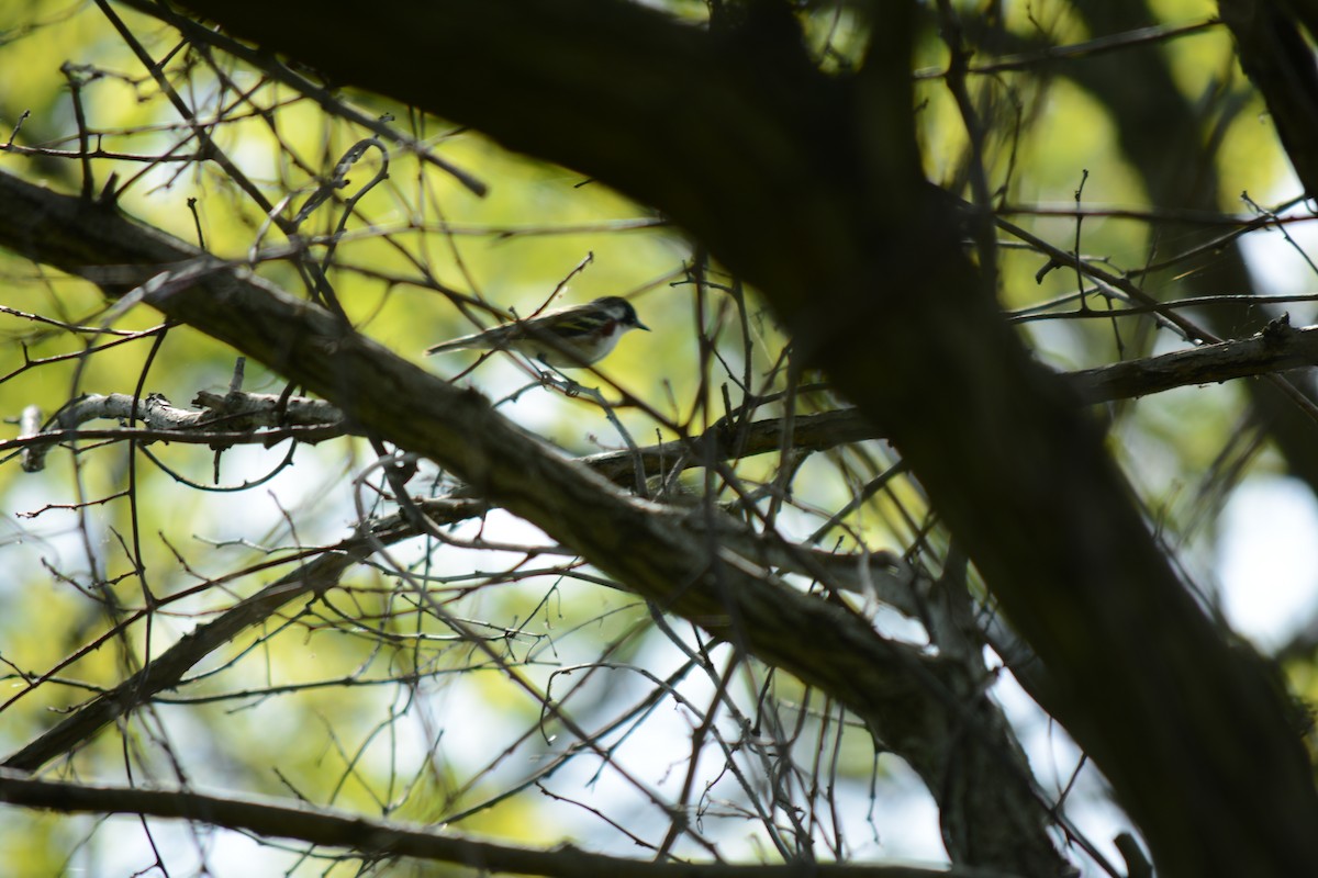 Chestnut-sided Warbler - Brinda Datla