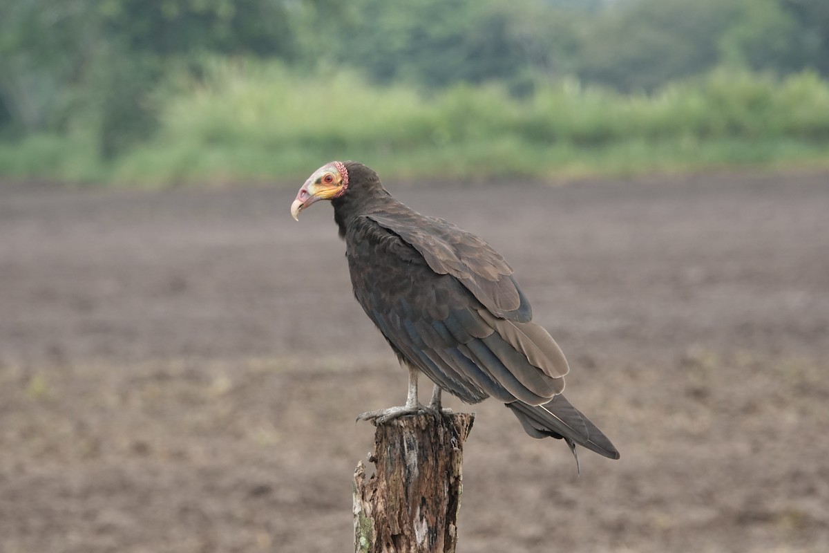 Lesser Yellow-headed Vulture - Howard Laidlaw