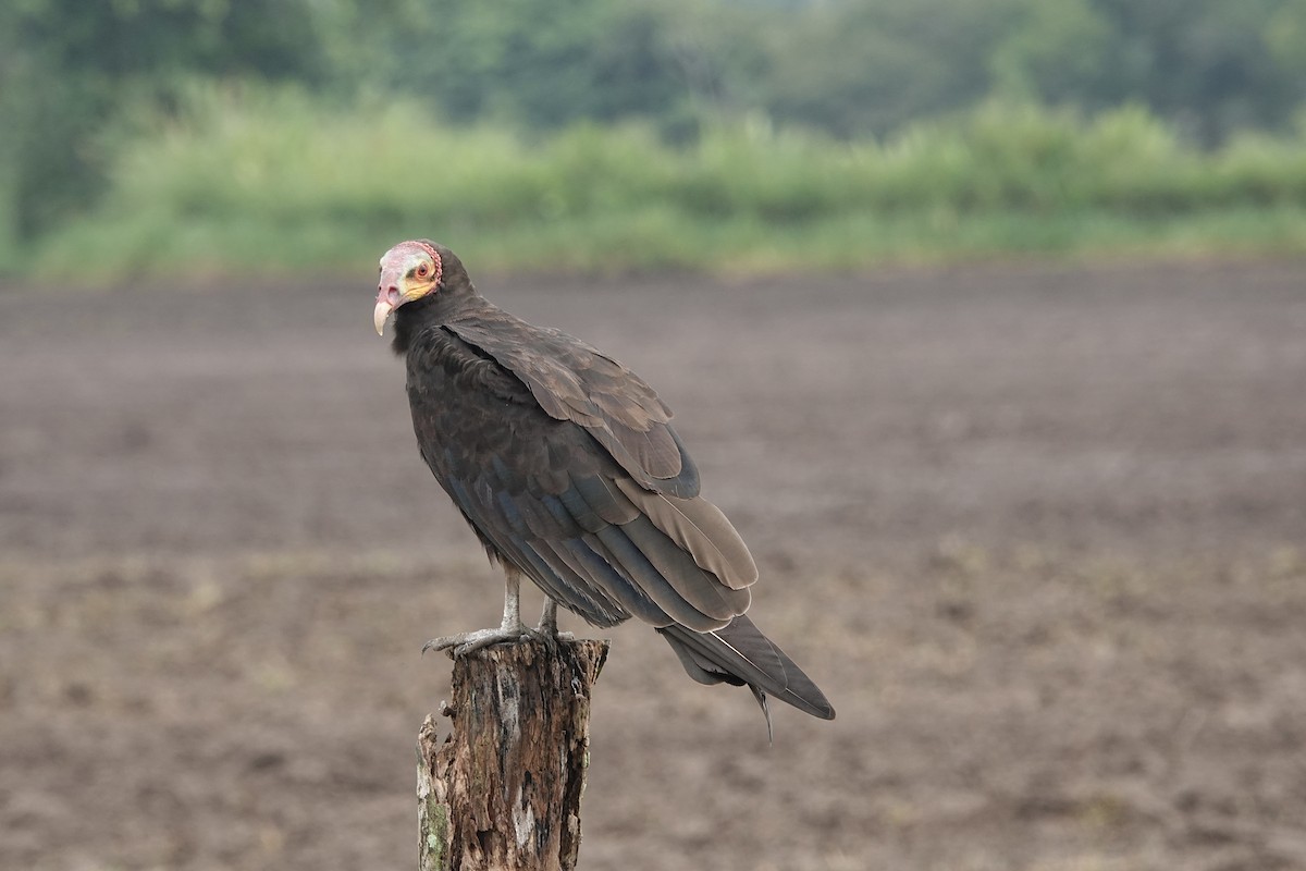 Lesser Yellow-headed Vulture - Howard Laidlaw