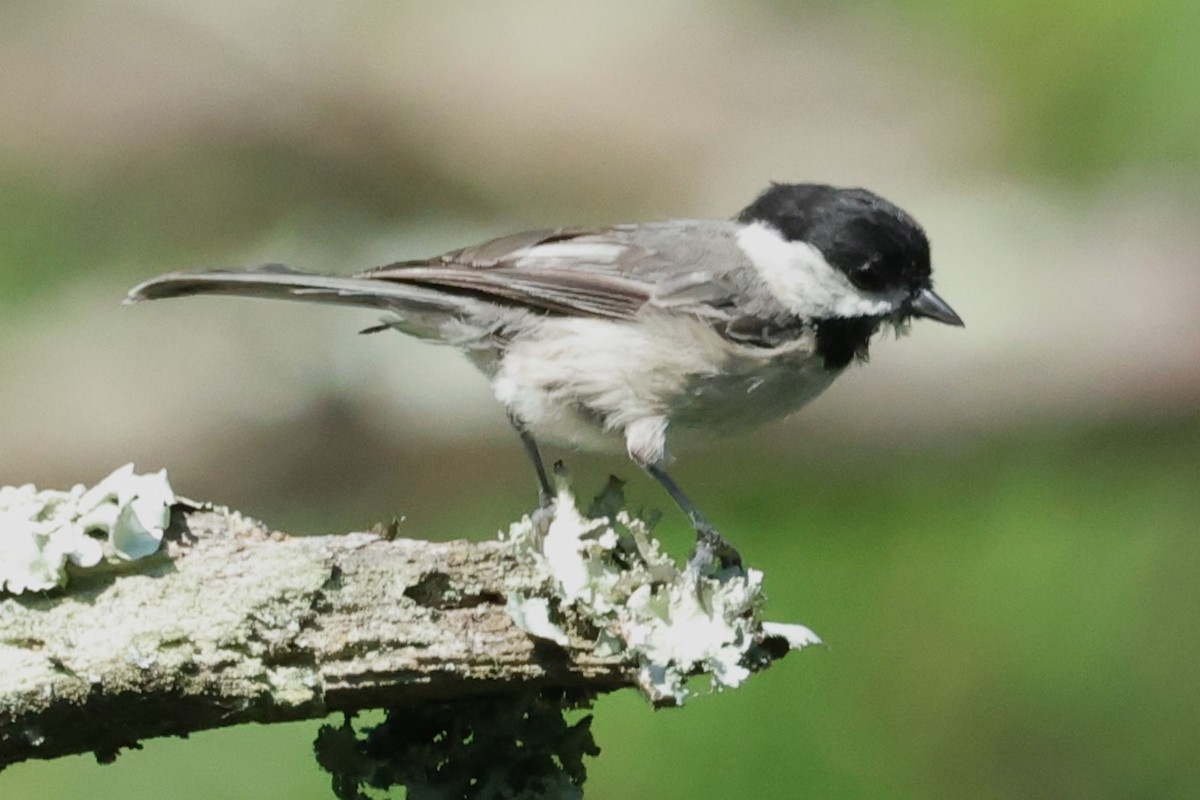 Carolina Chickadee - David Wilson