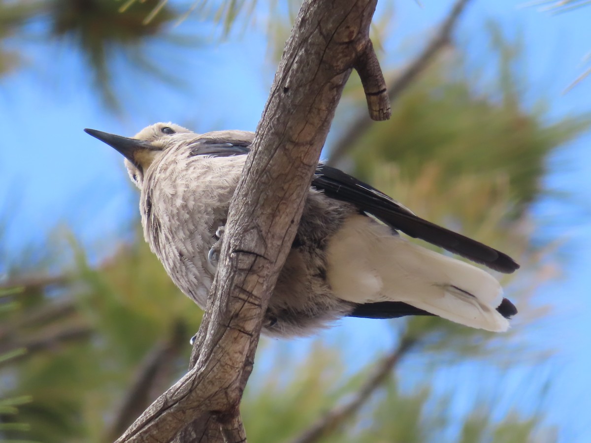 Clark's Nutcracker - Ursula  Mitra