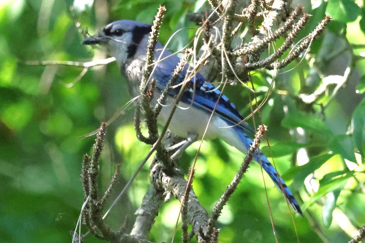 Blue Jay - David Wilson