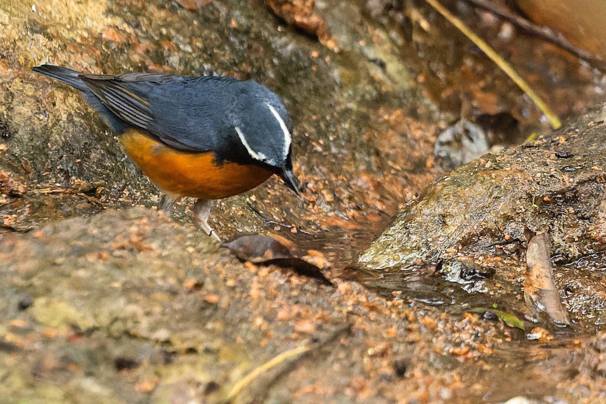 Indian Blue Robin - Zebedee Muller
