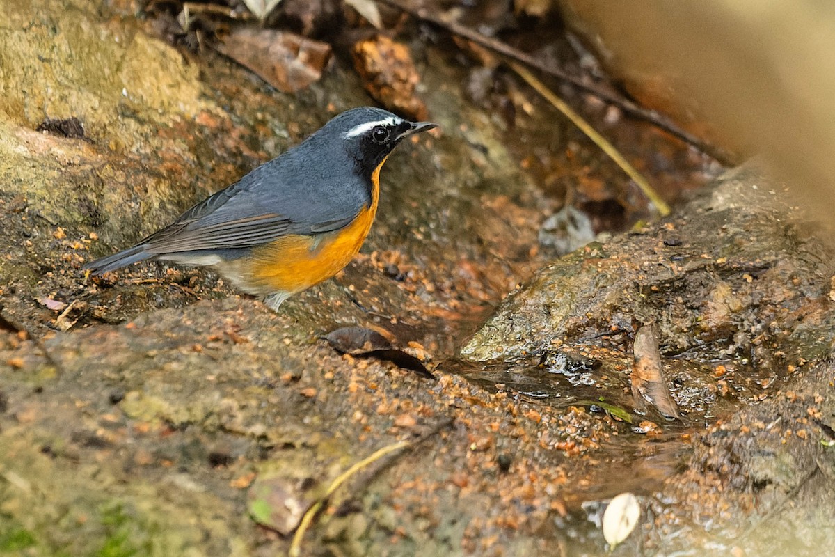 Indian Blue Robin - Zebedee Muller