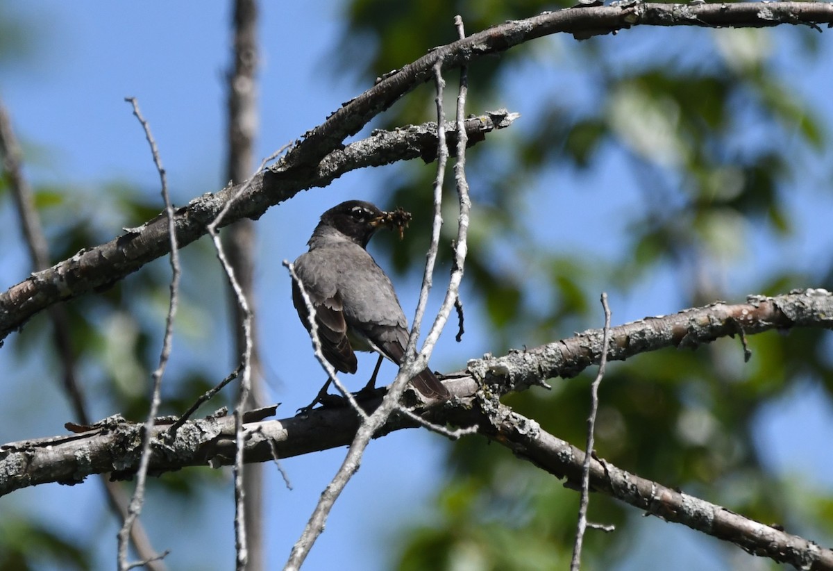 American Robin - jean pierre machet