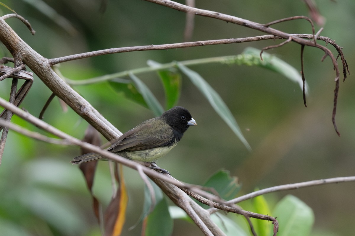 Yellow-bellied Seedeater - Steve Heinl