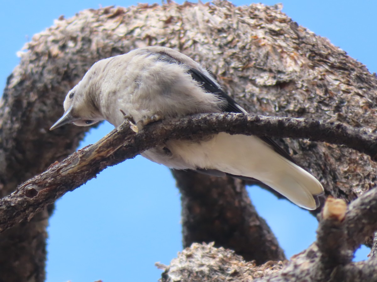 Clark's Nutcracker - Ursula  Mitra