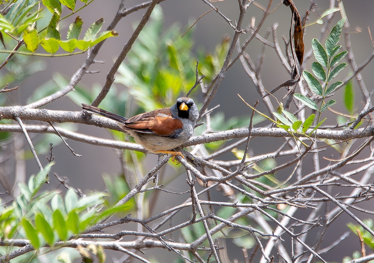 Great Inca-Finch - ML619655798