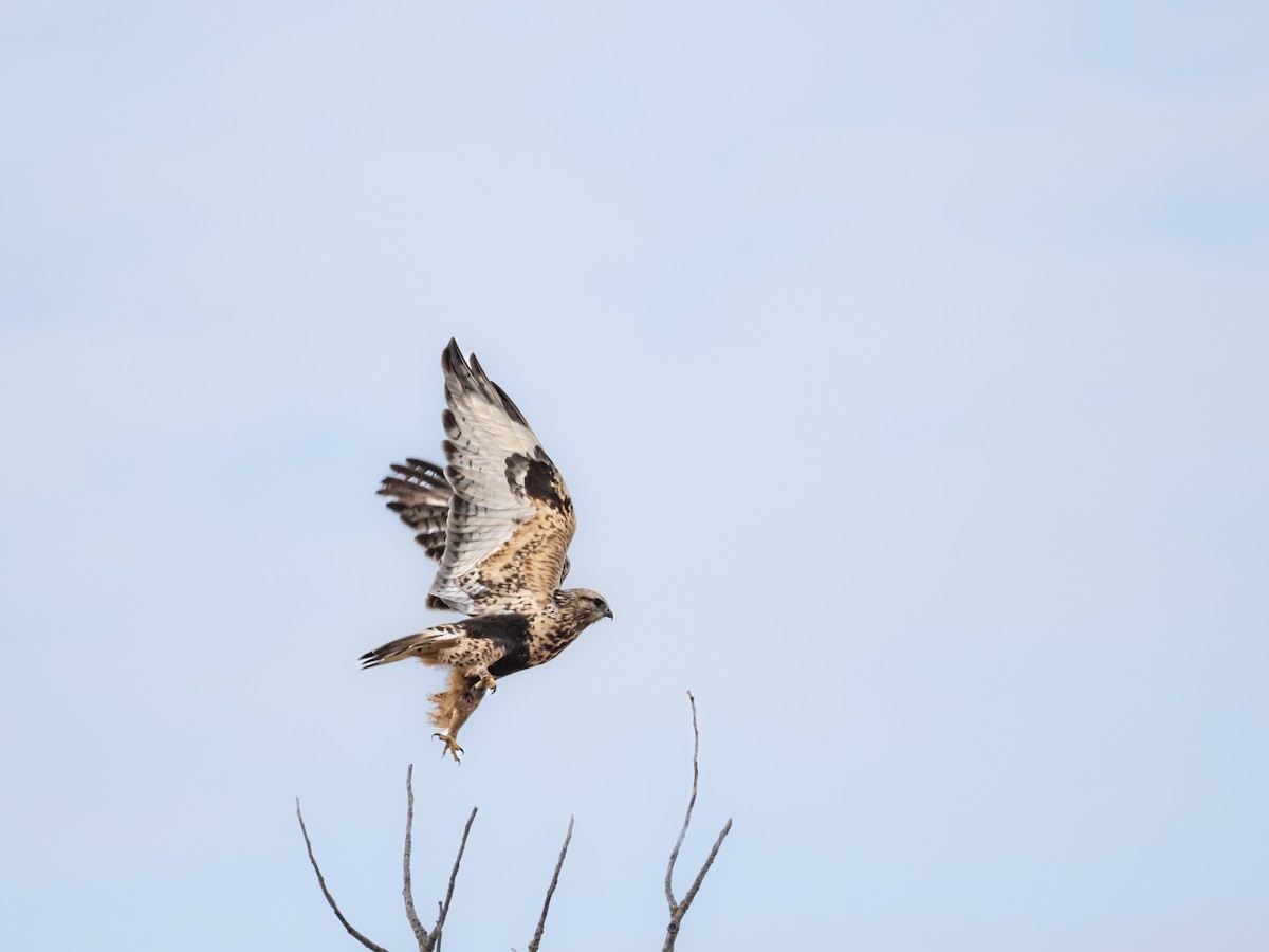 Rough-legged Hawk - Michael Dockery