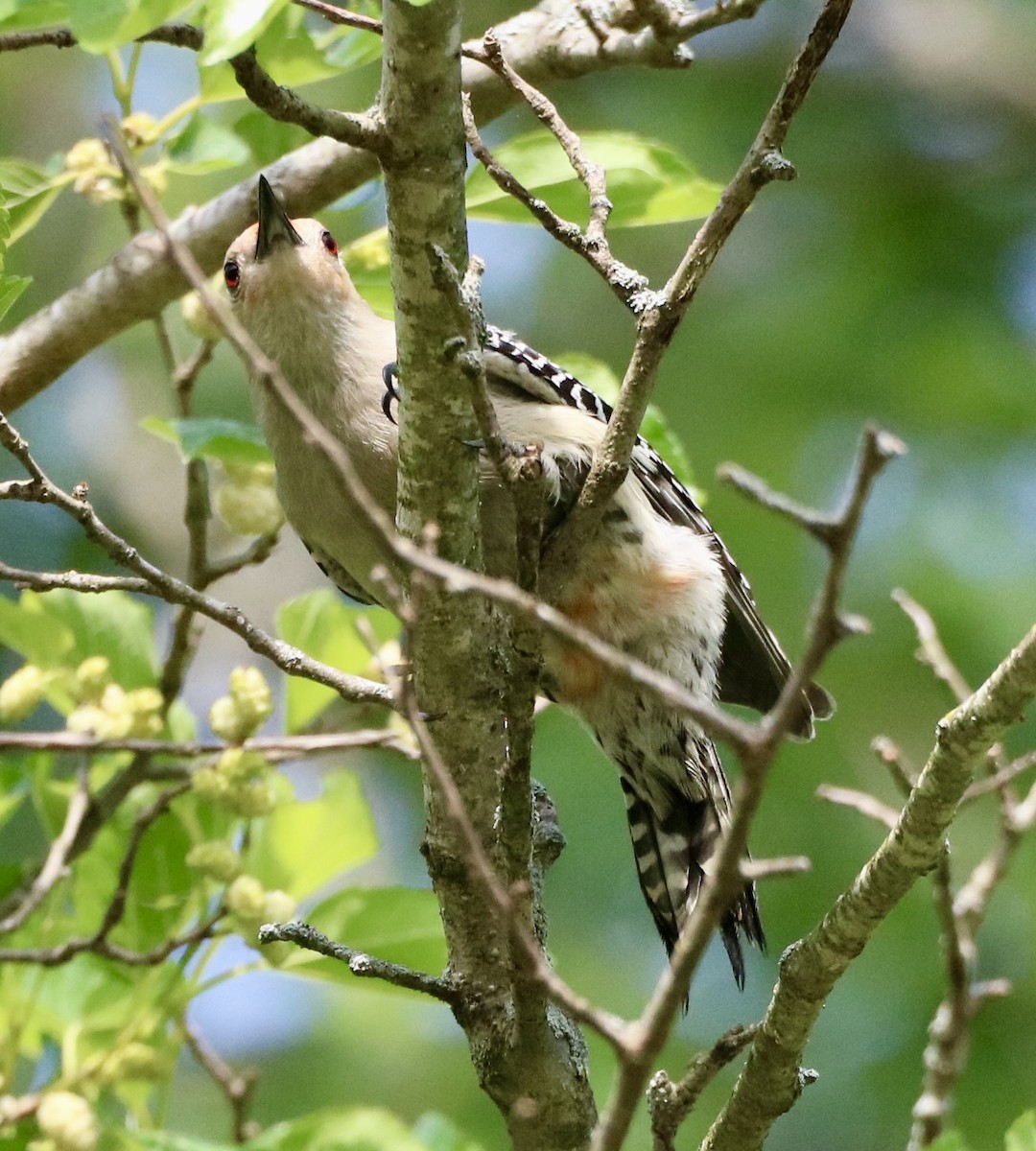 Red-bellied Woodpecker - ML619655820