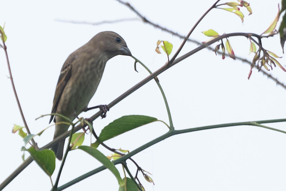 Common Rosefinch - Zebedee Muller