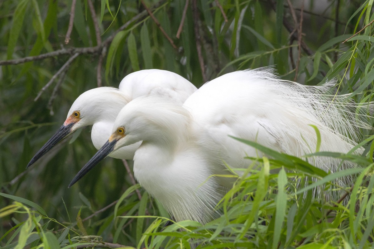 Snowy Egret - ML619655834