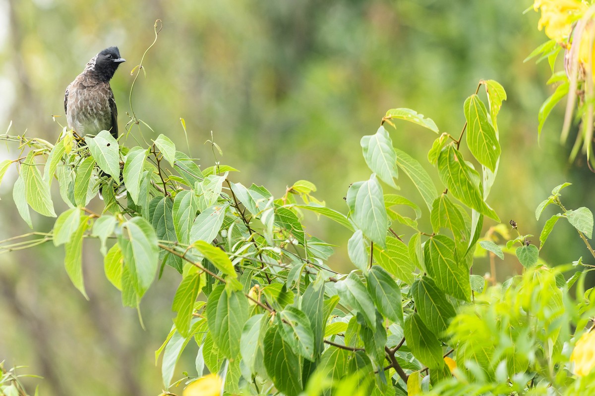 Red-vented Bulbul - Zebedee Muller