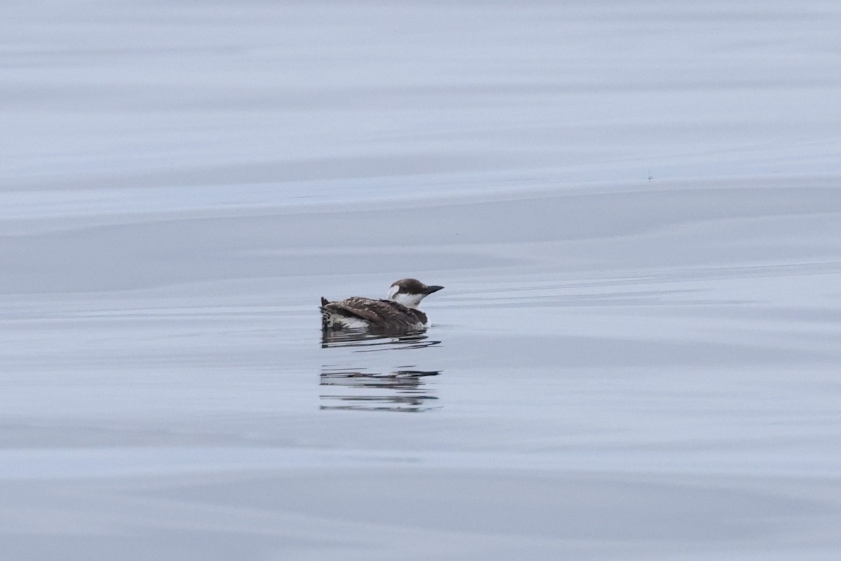 Common Murre - Caleb Villar