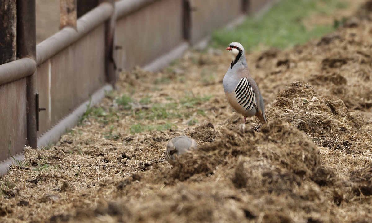 Chukar - ML619655859