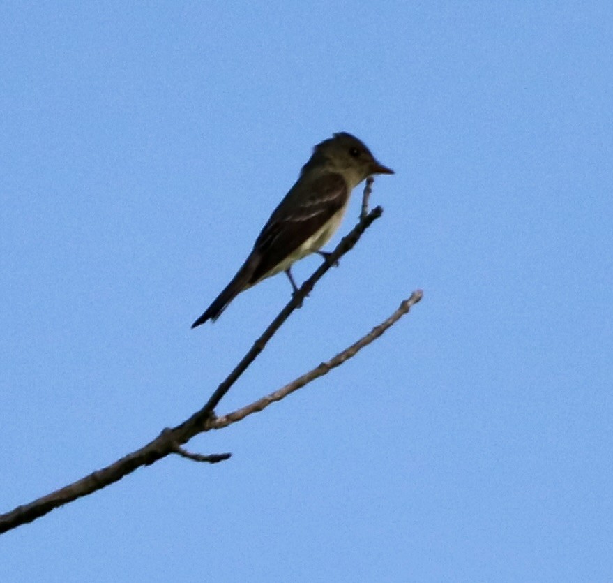 Eastern Wood-Pewee - ML619655866