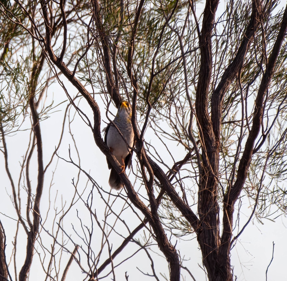 Yellow-throated Miner - ML619655876