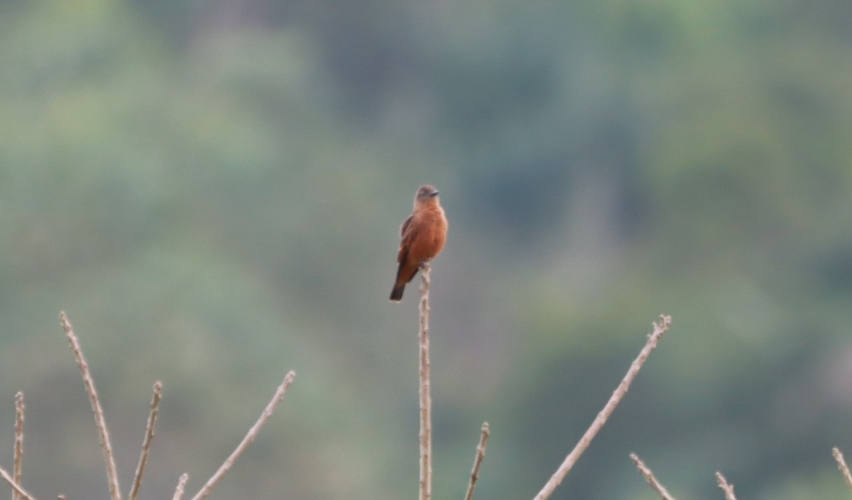 Cliff Flycatcher - João Paulo Durante