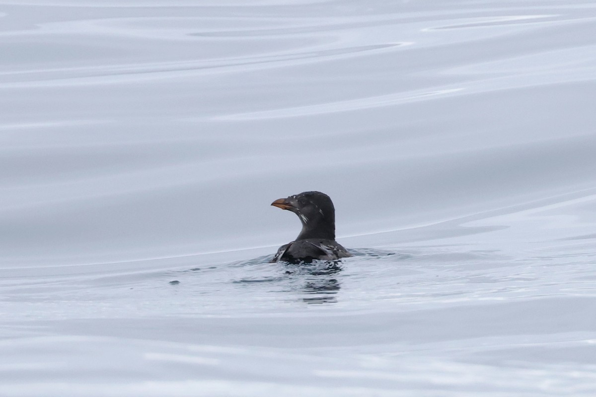 Rhinoceros Auklet - Caleb Villar