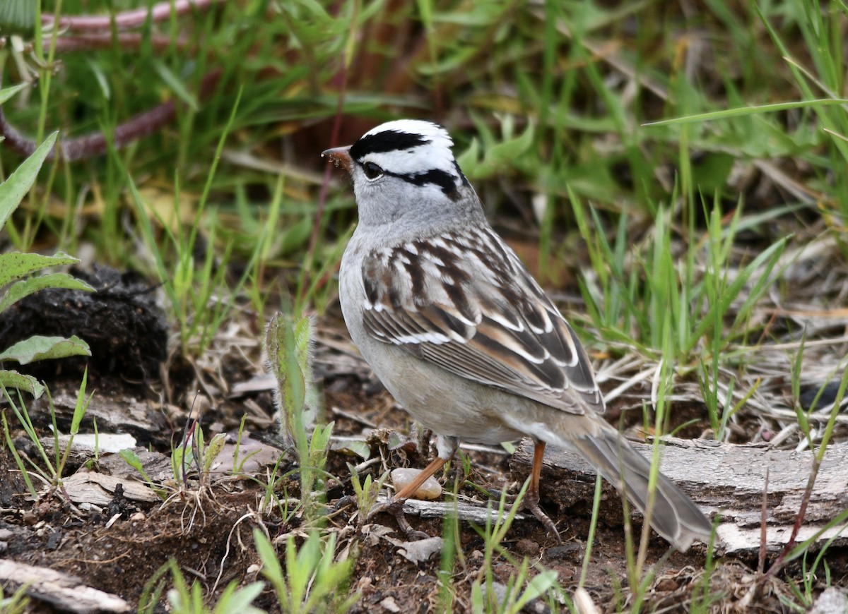 White-crowned Sparrow - Ben Baldwin