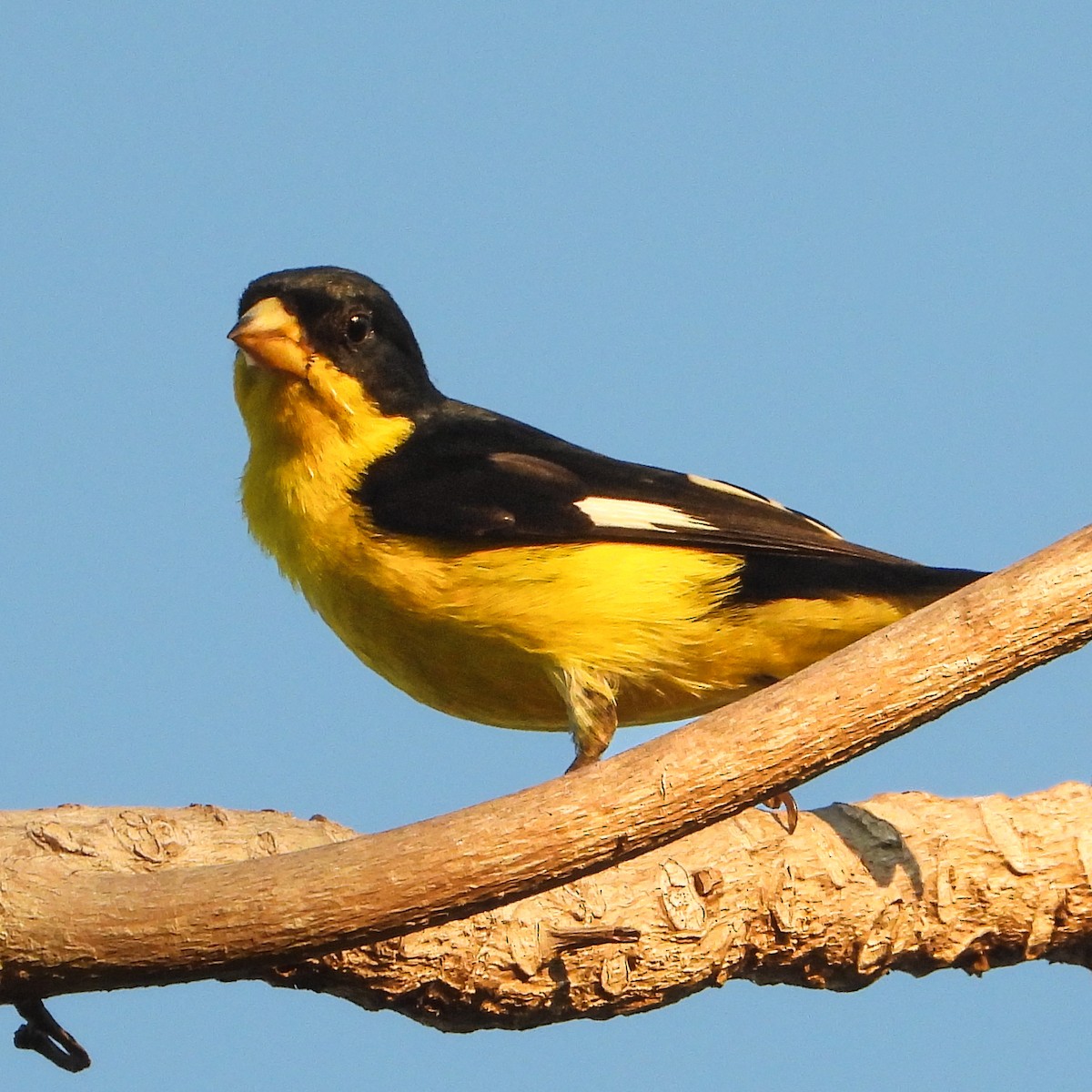 Lesser Goldfinch - Consuelo Hernandez Garcia