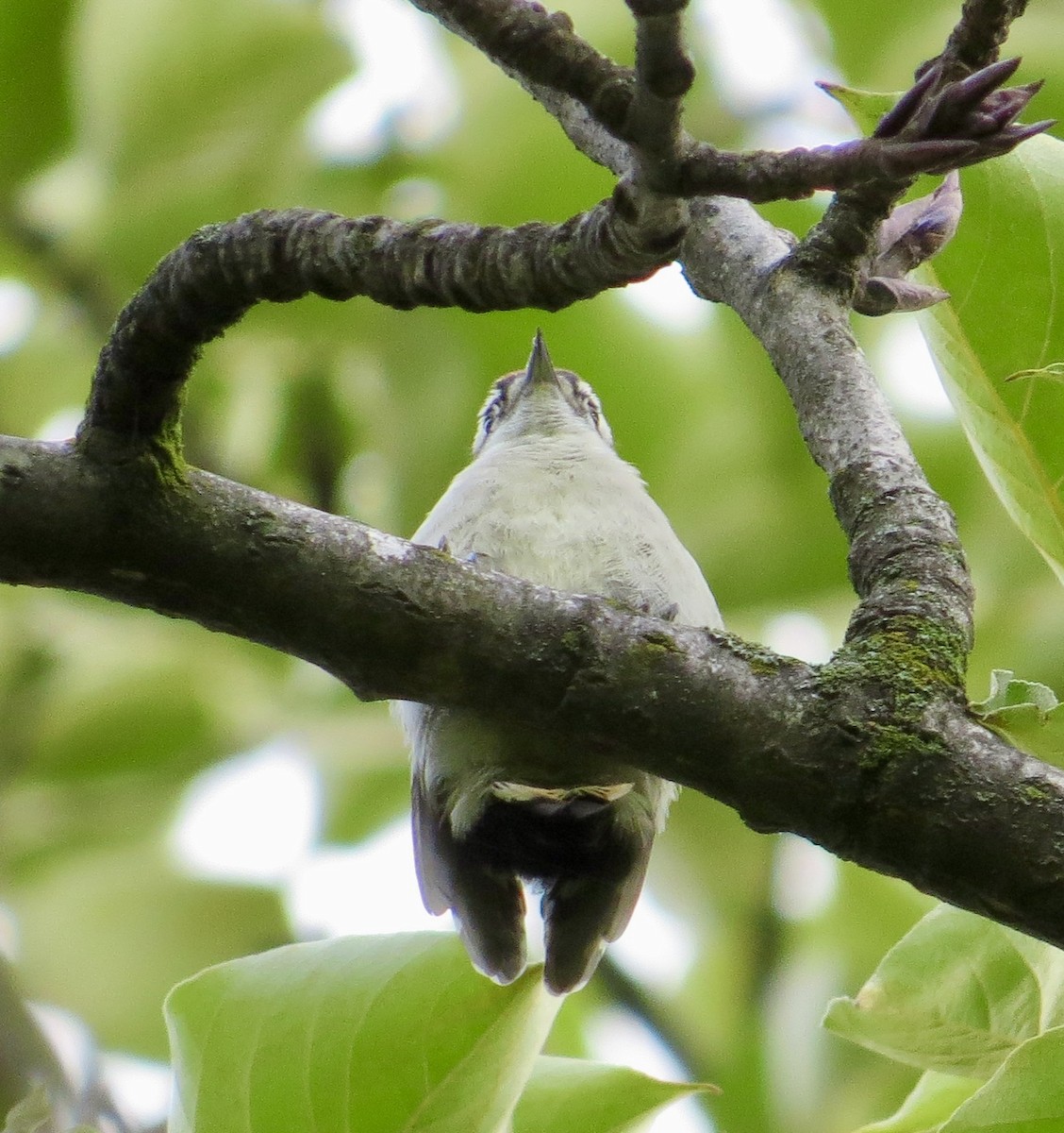 Downy Woodpecker - Barb Matthews